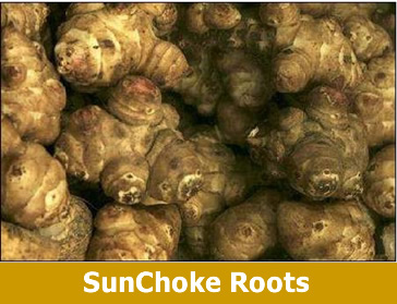 SunChoke Roots